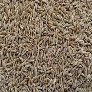 Singapore Quality Cumin Seeds