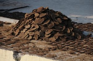 Cow Dung Uple