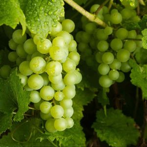 Fresh Green Grapes