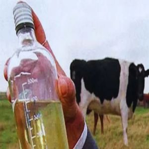 Cow Urine