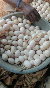 Farm Fresh Duck Eggs