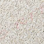 White Sweet Mint Fennel Seeds