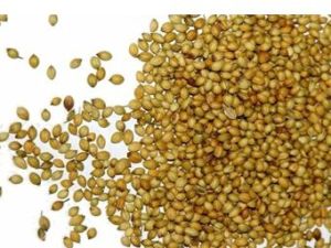 Coriander Seeds