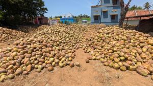 Dehusked Coconut