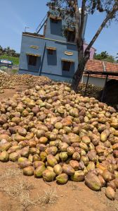 Dehusked Coconut