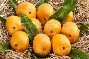 A Grade Fresh Yellow Mango
