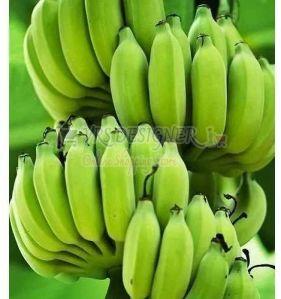 a Grade Green Banana