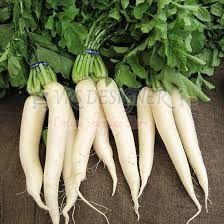 A Grade White Radish