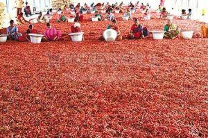 Andhra Red Chillie