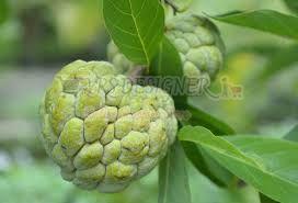 Custard Apple