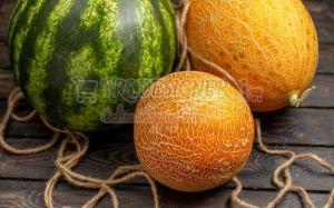 Fresh Muskmelon