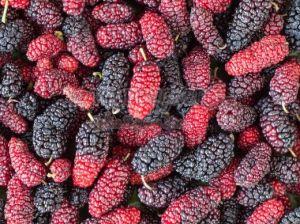 Organic Mulberry