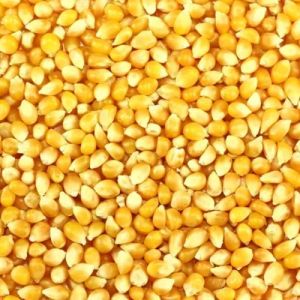 Yellow Corn Maize