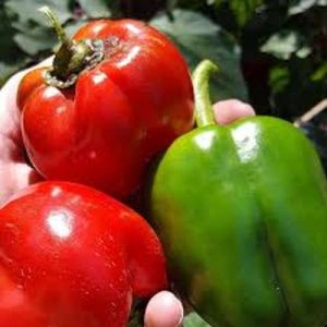 Fresh Red Yellow Capsicum
