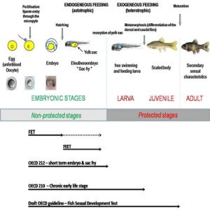 Fish Embryo Toxicity Test Service