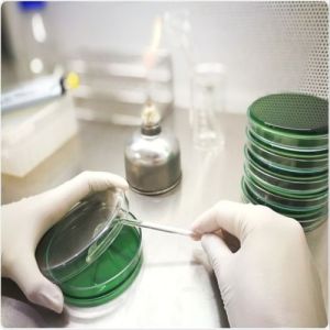 Microbial Limit Test Service