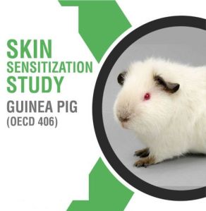 Skin Sensitization Study Service