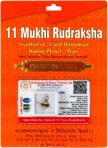 11 Mukhi Rudraksha Pendant