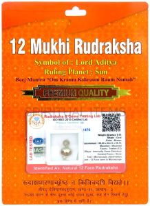 12 Mukhi Rudraksha Pendant
