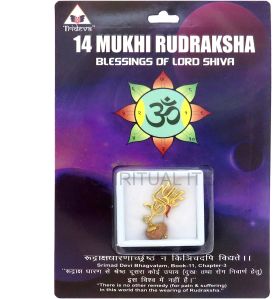 14 Mukhi Rudraksha Pendant