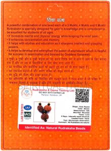 Vidhya Bandh Rudraksha