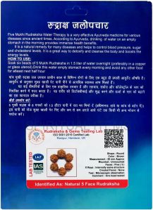 Water Therapy Rudraksha
