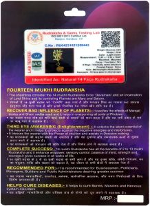 14 Mukhi Rudraksha Pendant