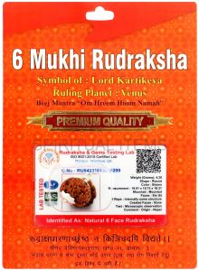 6 Mukhi Rudraksha Pendant