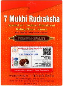 7 Mukhi Indonesian Rudraksha Pendant