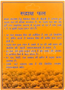 Rudraksha Fruit
