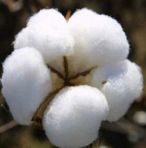 cotton bales