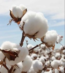cotton bales