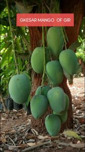 Mango Fruit Plant