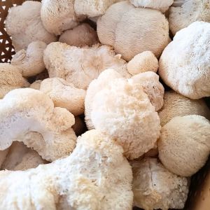 Lion\'s Mane Mushroom