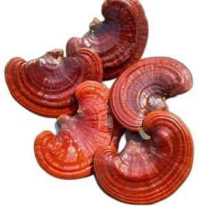 Reishi Mushroom