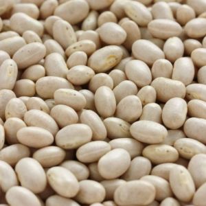 Navy Bean