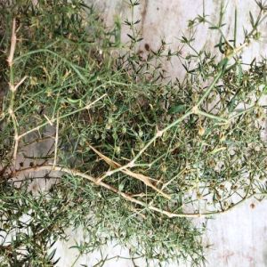 Dhamasa Root