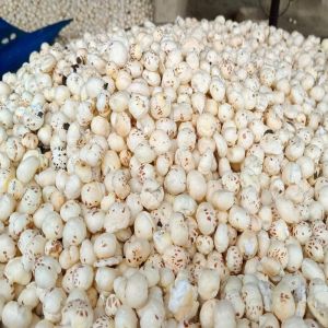 Mixed Phool Makhana