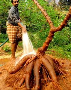 Raw Cassava Roots
