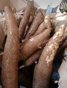 Raw Cassava Roots