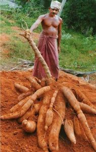 Raw Cassava Roots