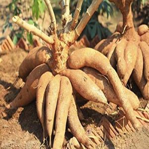 Raw Cassava Roots