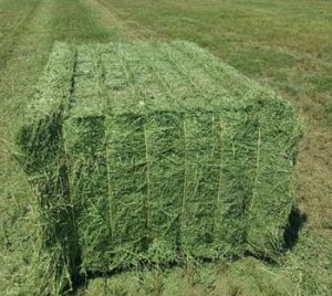 Alfalfa Hay Grass