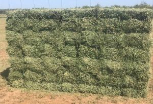 Alfalfa Hay Grass