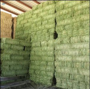 Alfalfa Hay Grass