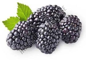 Fresh Blackberry