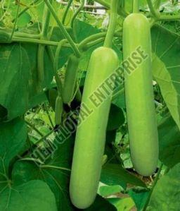 Fresh Bottle Gourd