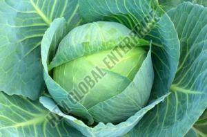 Fresh Cabbage