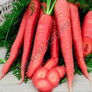 Fresh Red Carrot