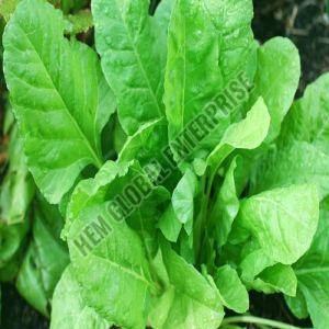 Fresh Spinach Leaves